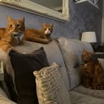 Frank, Filbert & Dilly 🐈🐈🐈 - @ginge_rcats - Instagram