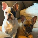 Finley & Frank - @finley_frankfunadventures - Instagram