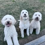 Finley, her bros & baby sis Phoebe - @frankfinleyandfisher - Instagram