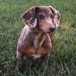 Frank & Finley-Mini Dachshunds - @adventuresof_frankandfinley - Instagram