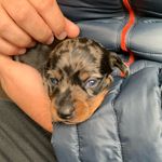Frank Firth - @frankie_the_minisausage - Instagram