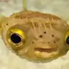 Frank - @frankfish09 - TikTok