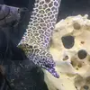 FrankFishTv - @frankfishtv - TikTok