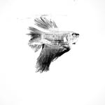 @fishman_frankie - Instagram