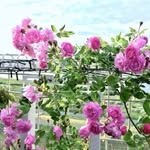 @frank__flower.jp013 - Instagram