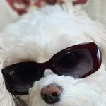 Frank Capone - @frankflowers99 - Instagram