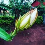Mnzava F - @frank_forrester - Instagram