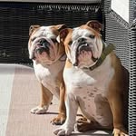 Frank & Fred - @frankandfredd - Instagram
