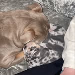 Frank & Fred - @frank.fred.bulldog.brothers - Instagram