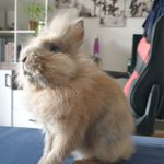 Frank Gandalf I. - @frank_gandalf_bunny - Instagram