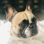 Frankie Galluzzo - @lets.be.frankie - Instagram