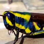 UNJUFASHION - @frankgalus37 - Instagram
