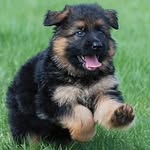 Frank - @frank.germanshepherd - Instagram