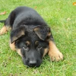 @frank_german.shepard - Instagram