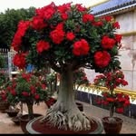 Frank Gonsalez - @frankgonsalez24 - Instagram