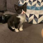 Frankie & Josie - @frankiethecat_goodfellow - Instagram