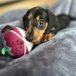 Frank the Sausig - @frank_goodness_its_friday - Instagram