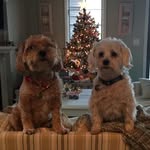 Frank Gowers - @frankgowers - Instagram