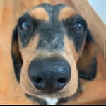 Frank The Sausage Dog & Guests - @frankandguests - Instagram