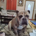 Frank Gunn - @thesnoringbulldog - Instagram