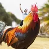 Frank Ham - @frankham00 - TikTok