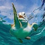 Frank Hamann - @koi_frank - Instagram