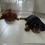 Murphy & Frank Hamill - @_murphnfrank_ - Instagram