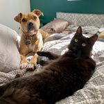 Franklin and Hamlin - @frankandham - Instagram
