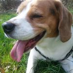 Frank Hammes - @dogboneairbrush - Instagram
