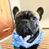 frank - @frankhandsomethefrenchie - TikTok