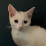 Frank the kitten - @sirfrankofharborne - Instagram