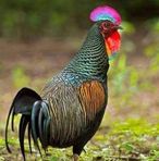 Frankie Hatch Fra-frange - Facebook