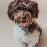 Frank - @frank_havenese_puppydog - Instagram