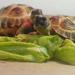 Frank & Hazel 🐢🐢 - @2_tartarugas - Instagram