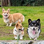 Frank + Hazel + Ommie - @cascadecorgos - Instagram