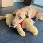 Frank Heaney-Pottinger - @frank_the_golden_labrador - Instagram