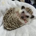 Frank - @frankthehedgehogjapan - Instagram