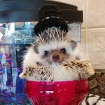 Frank the Hedgehog - @frank_the_hedgehog - Instagram