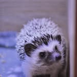 Frank The Hedgehog - @frank.thehedgehog - Instagram