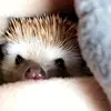 Franklin.Hedgeworth - @franklinhedgeworth - TikTok