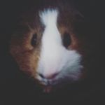 frank hiatt - @frankhiatt - Instagram