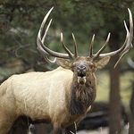 Frank Hinds - @buglerranch - Instagram