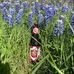Frank Hinkle - Facebook