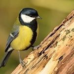 Frank Holleman - @frank.holleman - Instagram
