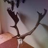 frankholst728 - @frankholst728 - TikTok