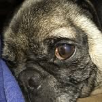 Frank Hopp - @frankthechubbypug - Instagram
