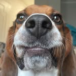 Franklin - @frankhowls - Instagram