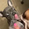 frankies.tingles - @frankies.tingles - TikTok