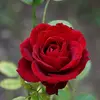 frankin graham - @frankin.graham - TikTok