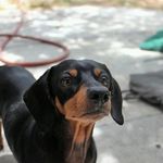 Frank & Jasper - @frank.n.jasper - Instagram